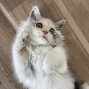 M.I 様のお迎えした子猫