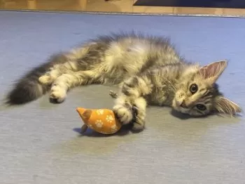 にゃかね 様のお迎えした子猫