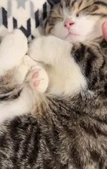 むぅママ 様のお迎えした子猫
