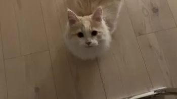 A.K 様のお迎えした子猫