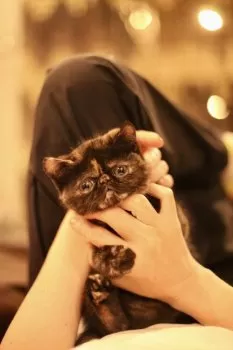 のんたっく 様のお迎えした子猫