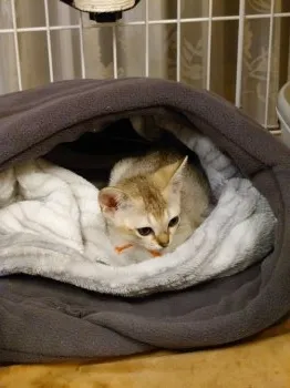 ふじおか 様のお迎えした子猫
