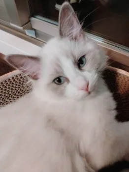 hs 様のお迎えした子猫