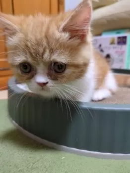 りむママ 様のお迎えした子猫