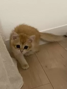 M.W 様のお迎えした子猫