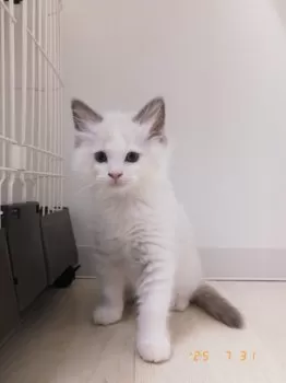 K.O 様のお迎えした子猫