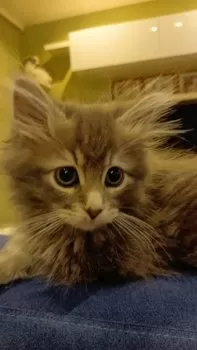 Y.I 様のお迎えした子猫