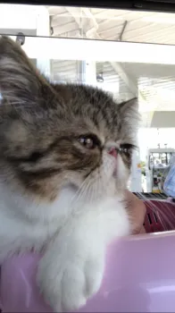 ももこ 様のお迎えした子猫