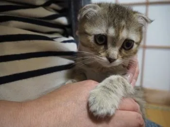 みとちゃん 様のお迎えした子猫