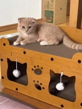 ラブラブ 様のお迎えした子猫