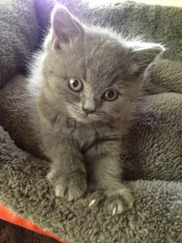 mame 様のお迎えした子猫