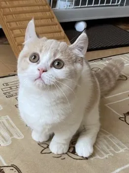 ちょこ 様のお迎えした子猫