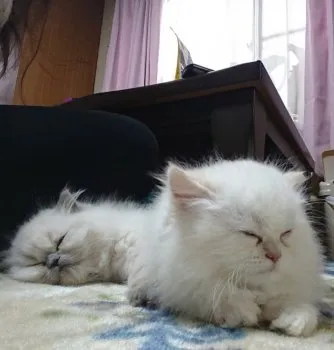 K.K 様のお迎えした子猫