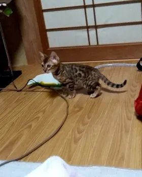 かがみもち 様のお迎えした子猫