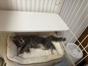 ak 様のお迎えした子猫