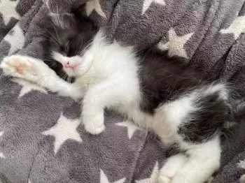 mami 様のお迎えした子猫