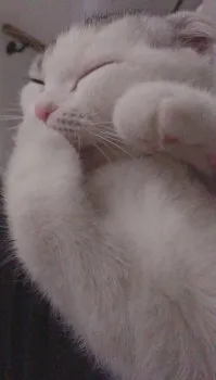ののはな。 様のお迎えした子猫