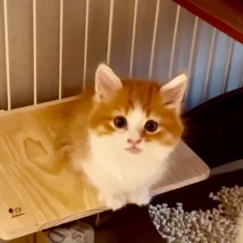 MIKI 様のお迎えした子猫