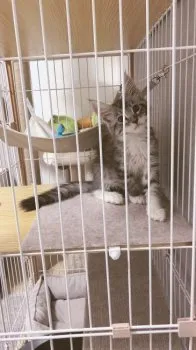 chi72 様のお迎えした子猫