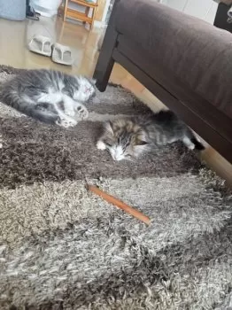 K.O 様のお迎えした子猫