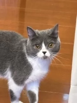 カワちゃん 様のお迎えした子猫