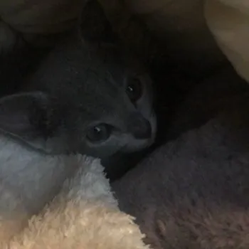 H.Y 様のお迎えした子猫