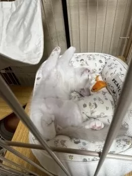 ライ 様のお迎えした子猫