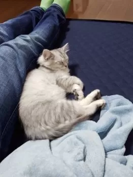 Y.A 様のお迎えした子猫