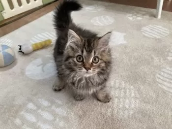ひな 様のお迎えした子猫