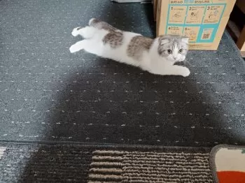 T.Nmaro4869 様のお迎えした子猫
