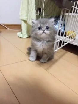 るみ 様のお迎えした子猫