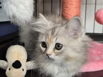N.S 様のお迎えした子猫