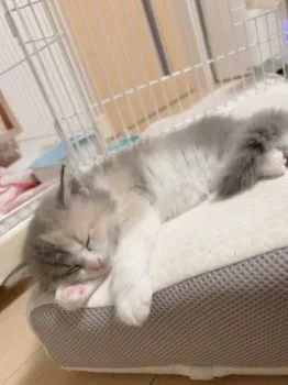 まろん 様のお迎えした子猫
