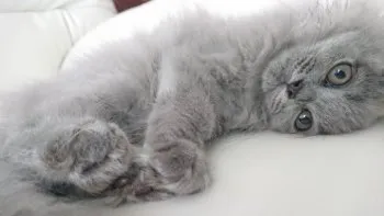 ちっち 様のお迎えした子猫