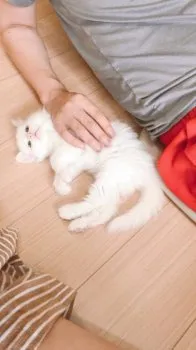 まい 様のお迎えした子猫