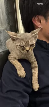 おっくん 様のお迎えした子猫