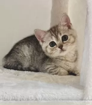 A.Y 様のお迎えした子猫
