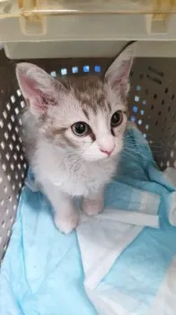 ヌコ 様のお迎えした子猫