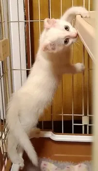 ミーニョンママ 様のお迎えした子猫