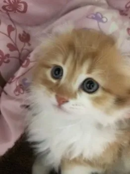 ダリママ 様のお迎えした子猫