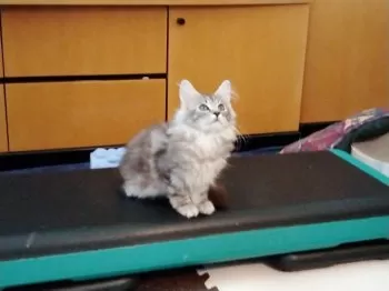 ジジジャン・レノ 様のお迎えした子猫