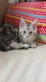 TK 様のお迎えした子猫