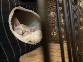 M.K 様のお迎えした子猫