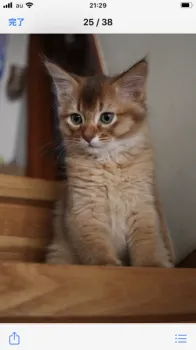 べてぃ 様のお迎えした子猫