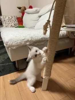 Moong 様のお迎えした子猫