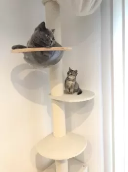 とみ 様のお迎えした子猫