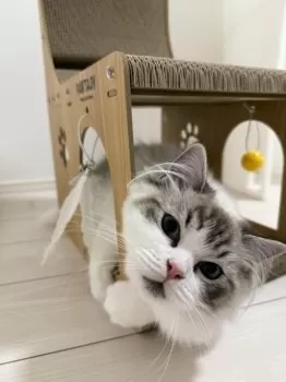キムシャイラ 様のお迎えした子猫