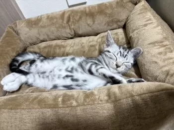ま 様のお迎えした子猫