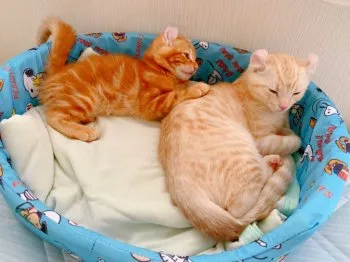 aoi 様のお迎えした子猫