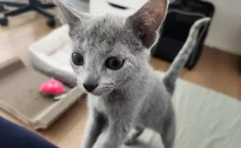 ホビ 様のお迎えした子猫